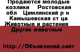 Продаются молодые козлики. - Ростовская обл., Цимлянский р-н, Камышевская ст-ца Животные и растения » Другие животные   